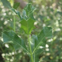 Acanthus ilicifolius L.